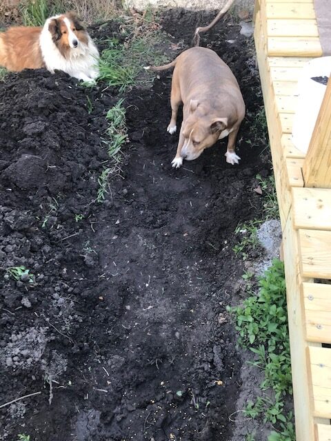 Rusty and Marie supervising me digging for next pond. Then they can have some chicken in their food I made later on